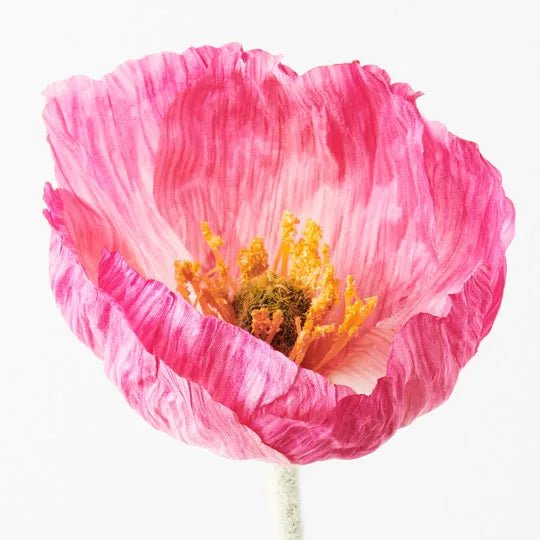 Poppy Iceland | Premium Artifical Flower Stem - Artificial Flowers & Greenery