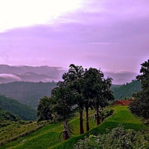 World of Oils - Apricot Oil - Bath and Body