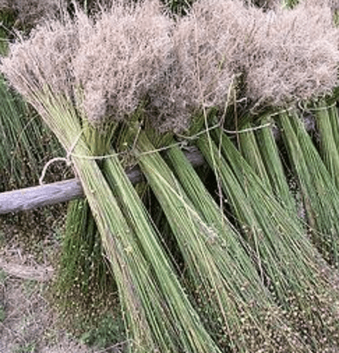 How does Flax become linen? - Jade and May