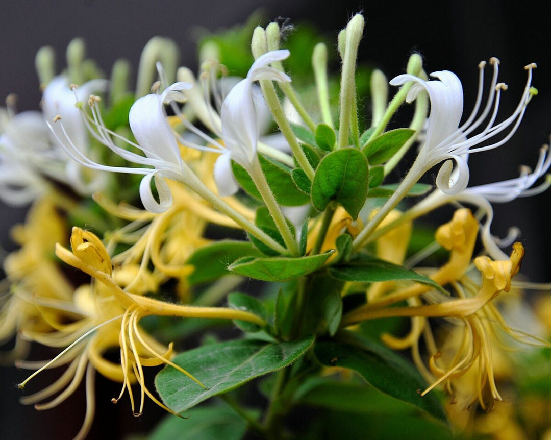 The Benefits of Burning a Japanese Honeysuckle Soy Candle - Jade and May