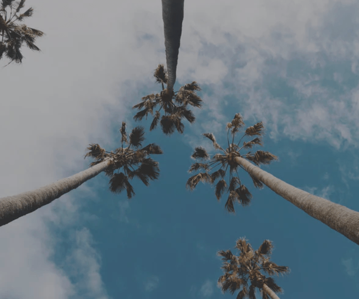 Bands of L.A | Woven Belts - Jade and May