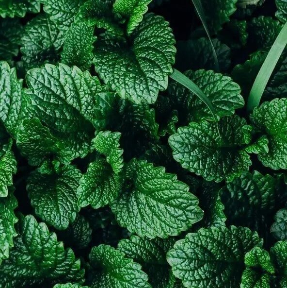 Pukka Tea: Peppermint &amp; Licorice Organic Tea-Tea-Pukka Tea
