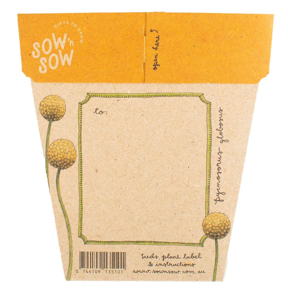 Sow n Sow Gift of Seeds - Billy Buttons - Seeds