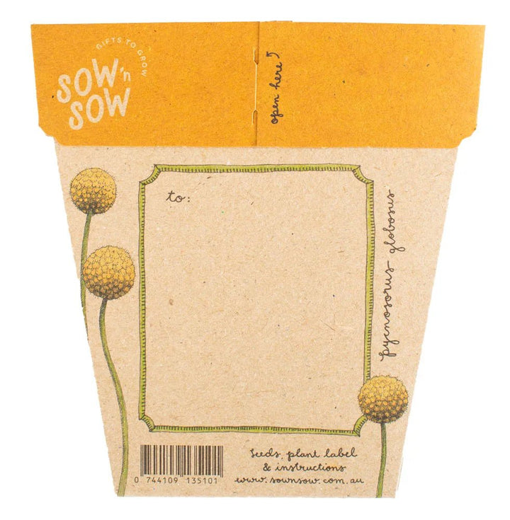 Sow n Sow Gift of Seeds - Billy Buttons - Seeds