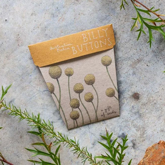 Sow n Sow Gift of Seeds - Billy Buttons - Seeds
