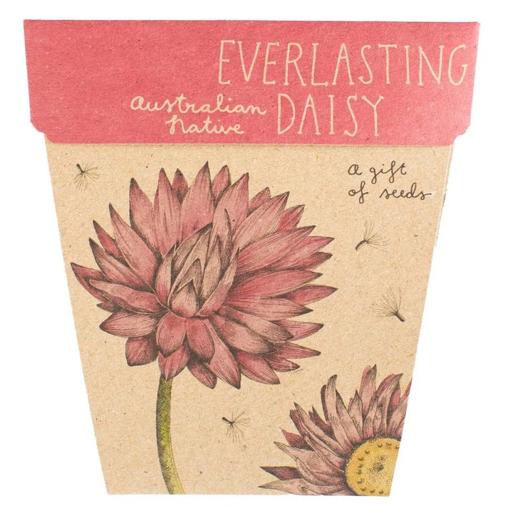 Sow n Sow Gift of Seeds - Everlasting Daisy - Seeds