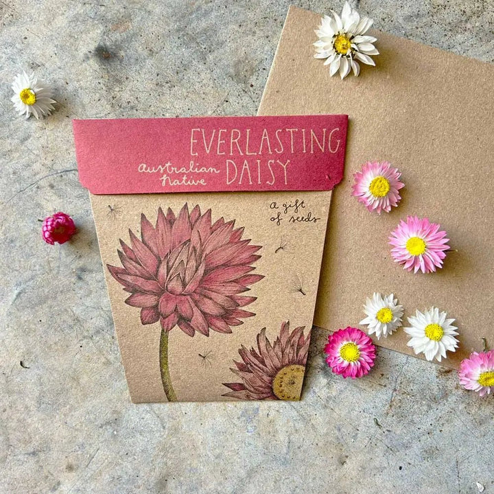 Sow n Sow Gift of Seeds - Everlasting Daisy - Seeds