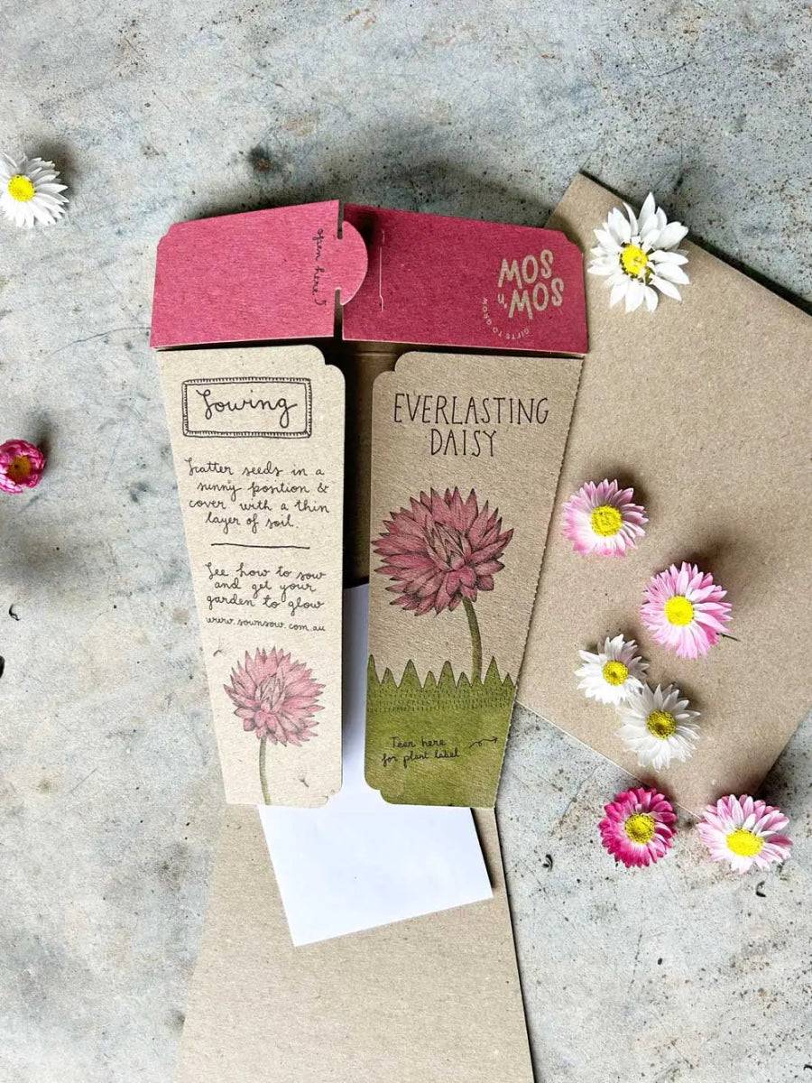 Sow n Sow Gift of Seeds - Everlasting Daisy - Seeds