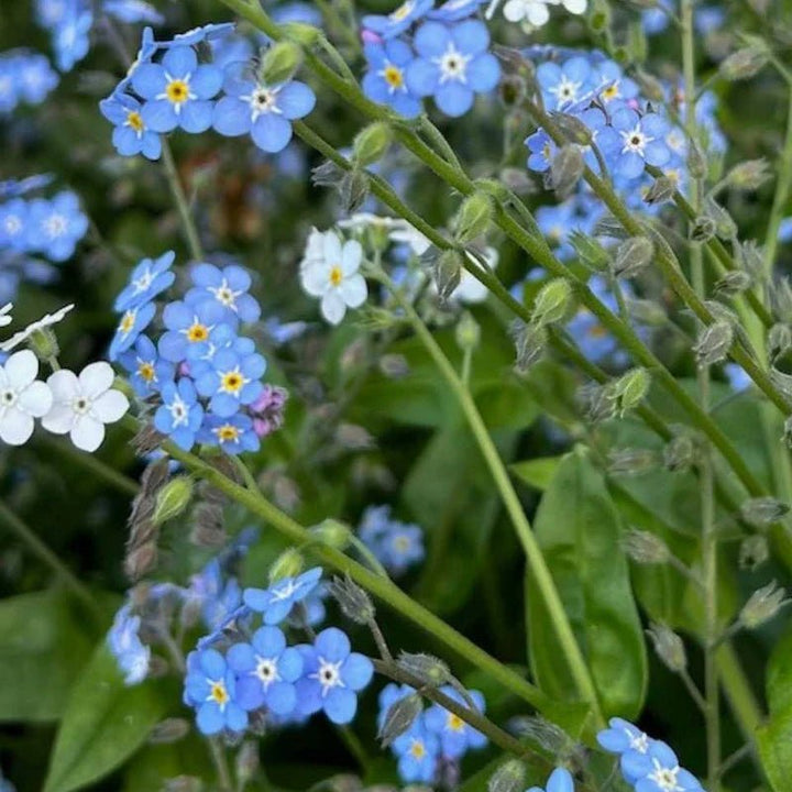 Sow n Sow Gift of Seeds - Forget Me Not - Seeds - Sow n Sow