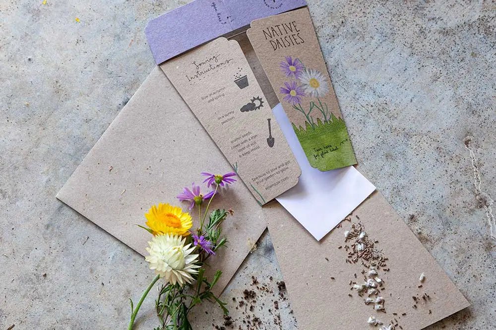 Sow n Sow | Native Daisy Gift of Seeds - Seeds