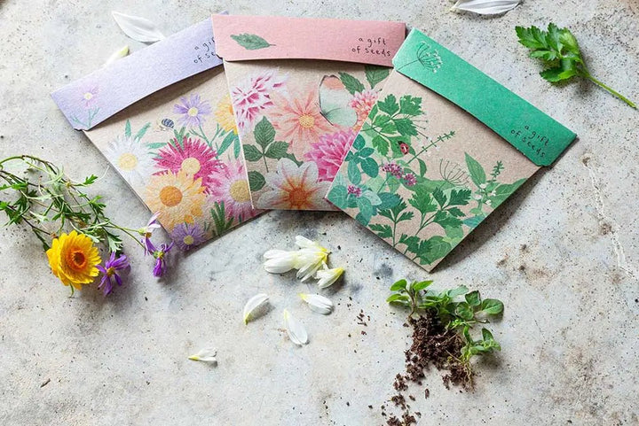 Sow n Sow | Native Daisy Gift of Seeds - Seeds