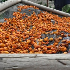 World of Oils - Apricot Oil - Bath and Body