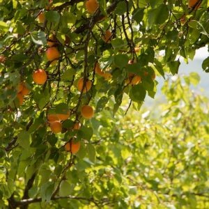 World of Oils - Apricot Oil - Bath and Body