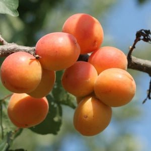 World of Oils - Apricot Oil - Bath and Body