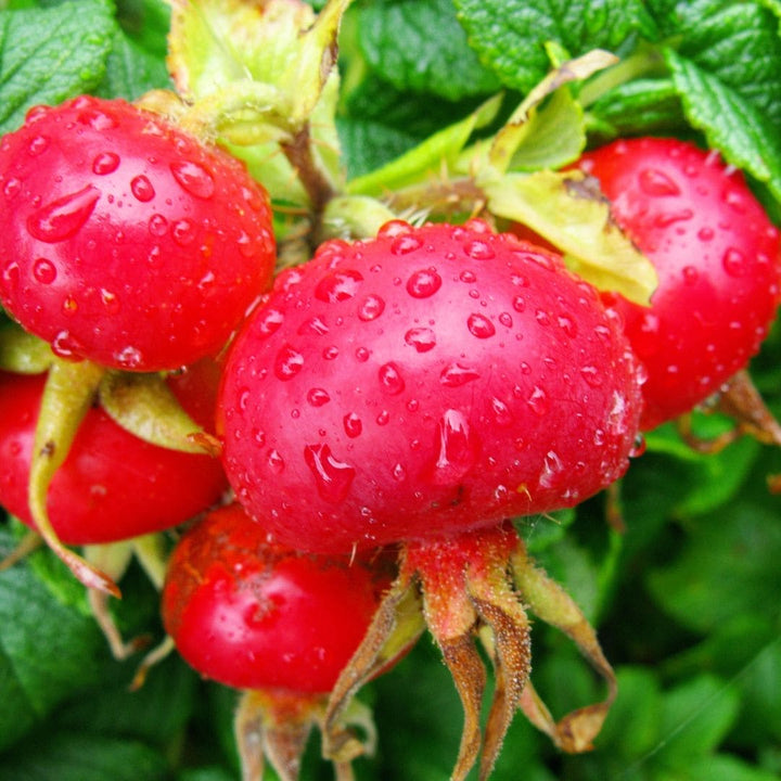 World of Oils - Rosehip Oil - Bath and Body