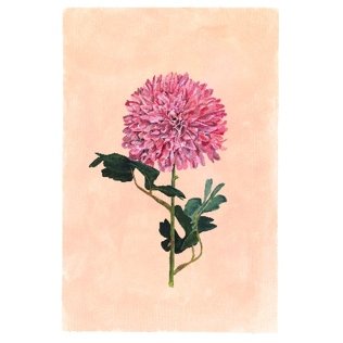 Linen Bathrobe & Chrysanthemum Print Gift Box - Fuchsia | Jade and May X Kerrie Knuckey Art Collaboration
