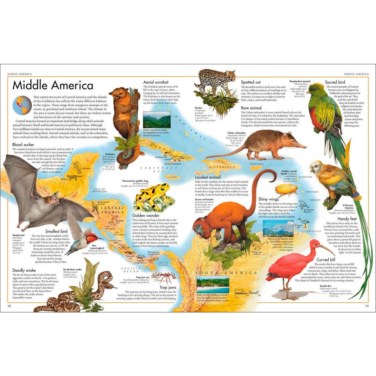 The Animal Atlas - Kids Book-Book-Book-Jade and May